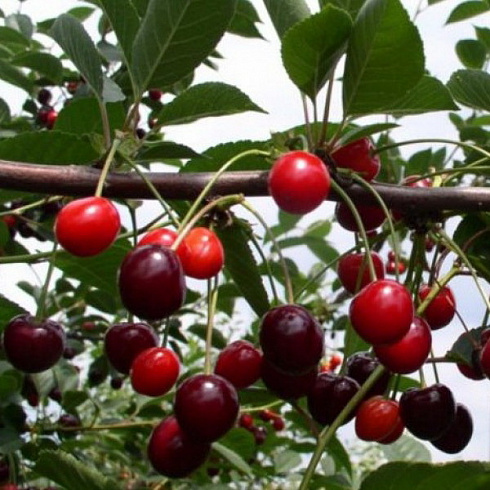 Черешня 'Радица' (Prunus avium 'Радица')