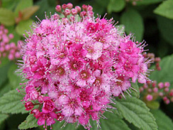 Спирея японская 'Манон' (Spiraea japonica 'Manon')