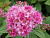 Спирея японская 'Манон' (Spiraea japonica 'Manon')