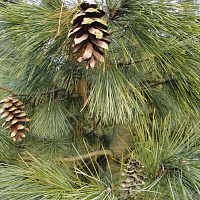 Сосна румелийская (Pinus peuce)