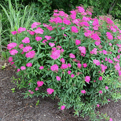 Спирея японская 'Антони Ватерер' (Spiraea japonica 'Anthony Waterer')