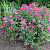 Спирея японская 'Антони Ватерер' (Spiraea japonica 'Anthony Waterer')