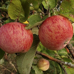 Яблоня домашняя 'Штрейфлинг' (Malus domestica ''Штрейфлинг'')