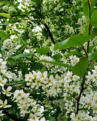 Черемуха обыкновенная (Prunus padus)