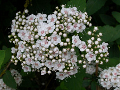 Спирея фрича (Spiraea fritschiana)