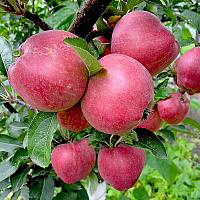 Яблоня домашняя 'Мечта' (Malus domestica 'Мечта')