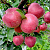 Яблоня домашняя 'Мечта' (Malus domestica 'Мечта')