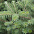 Пихта корейская 'Самлинг' (Abies koreana 'Samling')