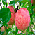 Яблоня домашняя 'Коричное полосатое' (Malus domestica 'Коричное полосатое')