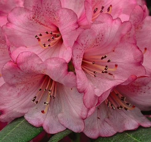 Рододендрон 'Wine and Roses' (Rhododendron Wine & Roses)