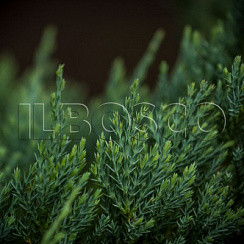 Можжевельник горизонтальный 'Джейд Ривер' (Juniperus horizontalis 'Jade River')