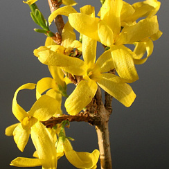 Форзиция промежуточная (Forsythia intermedia 'Goldrausch')