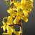 Форзиция промежуточная (Forsythia intermedia 'Goldrausch')