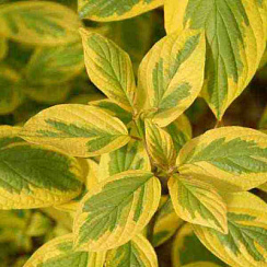 Дерен белый 'Спаети' (Cornus alba 'Spaethii')