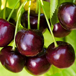 Черешня 'Валерий Чкалов' (Prunus avium 'Валерий Чкалов')