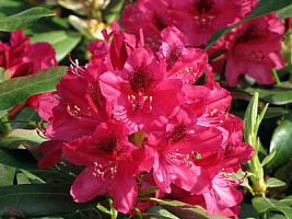 Рододендрон 'Нова Зембла' (Rhododendron 'Nova zembla')