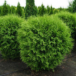 Туя западная 'Глобоза' (Thuja occidentalis 'Globosa')