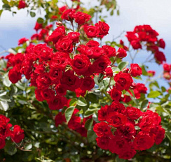 Роза 'Скарлет' (Rose 'Scarlet')