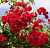 Роза 'Скарлет' (Rose 'Scarlet')