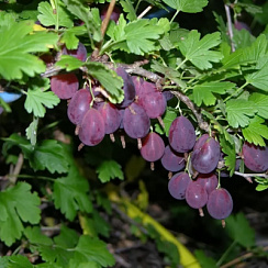 Крыжовник бесшипный 'Грушенька' (Ribes 'Грушенька')