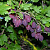 Крыжовник бесшипный 'Грушенька' (Ribes 'Грушенька')