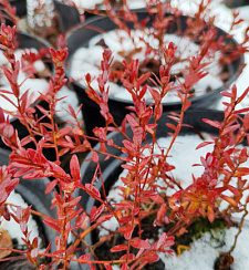 Клюква крупноплодная 'Стивенс' (Vaccinium macrocarpon 'Стивенс')