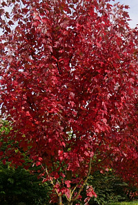 Клен красный 'Брендивайн' (Acer rubrum 'Brandywine')