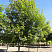 klen-ostrolistnyj-acer-platanoides-gruppa-derevev