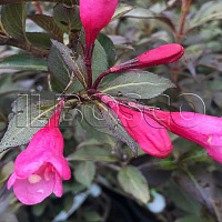 Вейгела 'Виктория' (Weigela 'Victoria')
