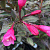 Вейгела 'Виктория' (Weigela 'Victoria')