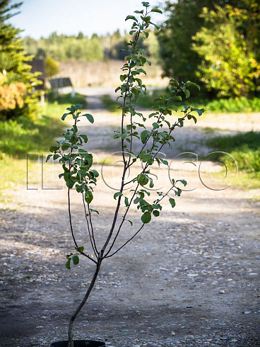 yablonya-domashnyaya-bogatyr-malus-domestica-derevo.jpg