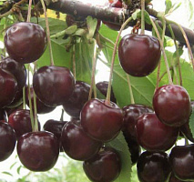 Вишня обыкновенная 'Морозовка' (Prunus cerasus 'Морозовка')