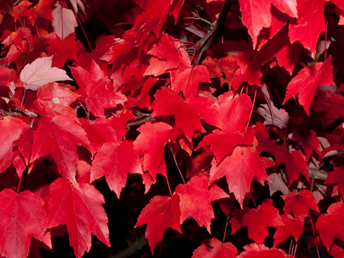 klen-krasnyj-celzam-acer-rubrum-celzam-osennie-listya