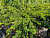 Тисс ягодный 'Золд' (Taxus baccata 'Zold')