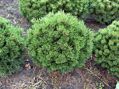 Сосна горная 'Мопс' (Pinus mugo 'Mops')