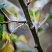 grusha-obyknovennaya-chizhovskaya-pyrus-communis-kora.jpg