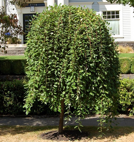 Ива козья 'Kilmarnock' (Salix 'Kilmarnock')2