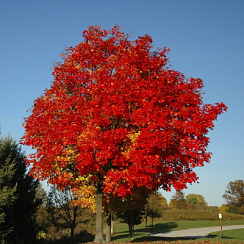 Клен Фримана 'Аутум Блейз' (Acer freemanii 'Autumn Blaze')