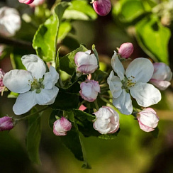 Яблоня декоративная 'Эверест' (Malus 'Evereste')