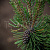 Сосна горная 'Хампи' (Pinus mugo 'Humpy')