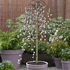Ива козья 'Килмарнок' (Salix 'Kilmarnock')