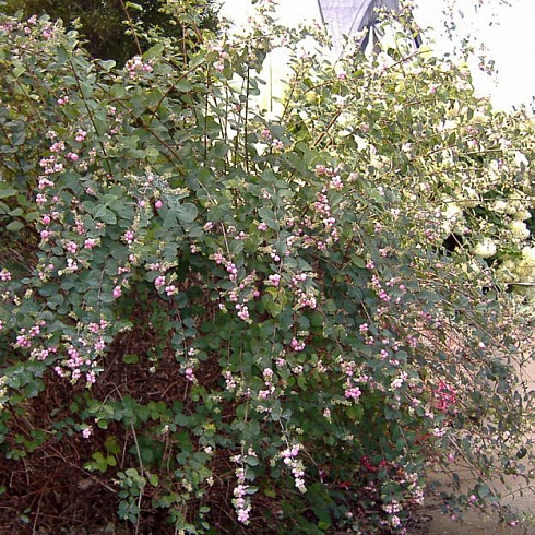 snezhnoyagodnik-mehdzhik-behrri-symphoricarpos-magic-berry-kust.jpg