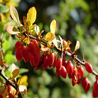 Барбарис Тунберга (Berberis thunbergii)