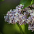 Сирень обыкновенная 'Поль Дешанель' (Syringa vulgaris 'Paul Deschanel')