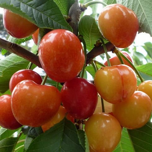 chereshnya-fatezh-prunus-avium-sbor-plodov-v-konce-iyunya