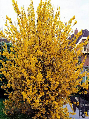 forziciya-promezhutochnaya-forsythia-intermedia-kust.jpg