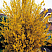 forziciya-promezhutochnaya-forsythia-intermedia-kust.jpg