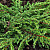 Можжевельник обыкновенный 'Репанда' (Juniperus communis 'Repanda')