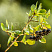 aroniya-chernoplodnaya-hidzhin-aronia-melanocarpa-hugin-plody.jpg