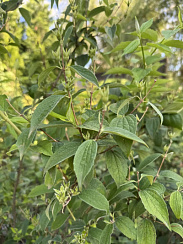 Чубушник 'Лунный свет' (Philadelphus coronarius 'Lunnyi svet')